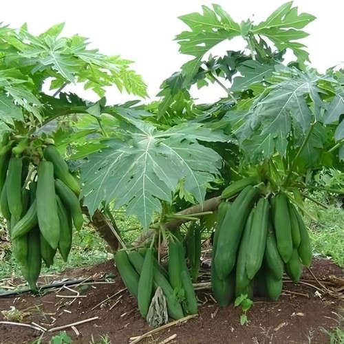 Kingsland papaya 500 seedss - kingsland,