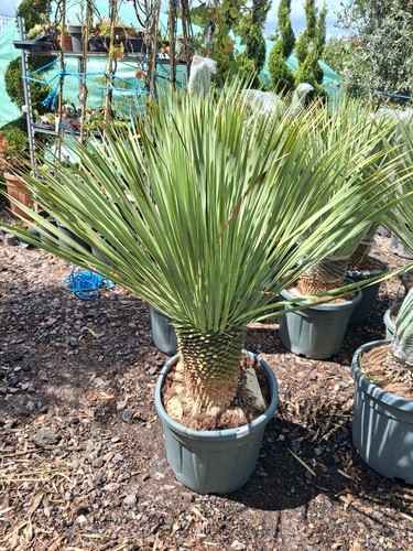 Yucca rostrata plant potted - plant,