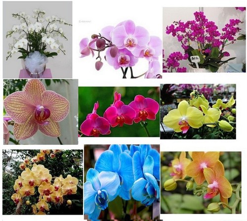 Mixture rare kinds of - of, 30