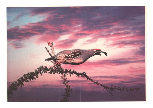 Vintage gambel quail - quail, bird