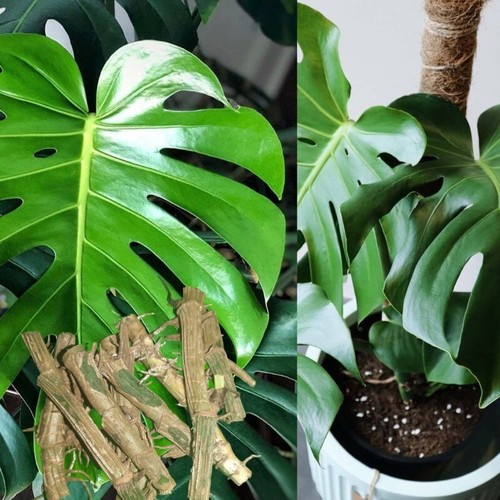 Monstera deliciosa live plant - monstera,