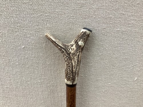 Red deer antler - red, walking