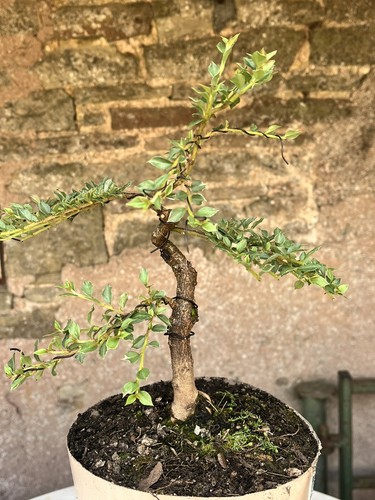 Bonsai starter cotoneaster - bonsai,