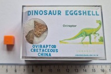 Real Dinosaur Eggshell Fossil