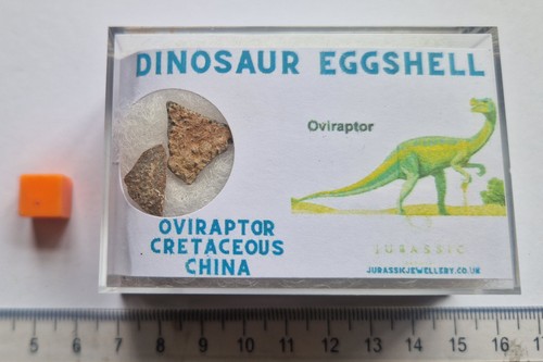 Real dinosaur eggshell - real,
