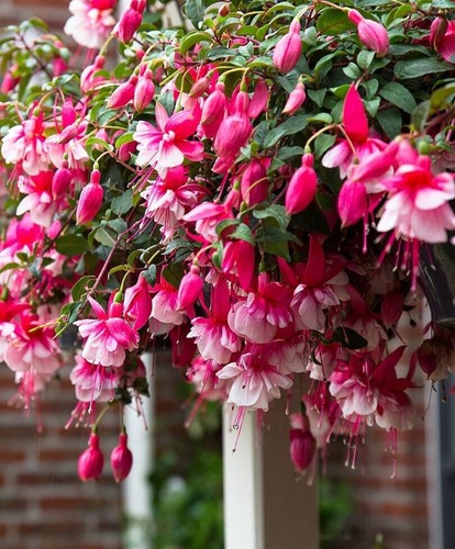 Trailing fuchsia el camino - 6,