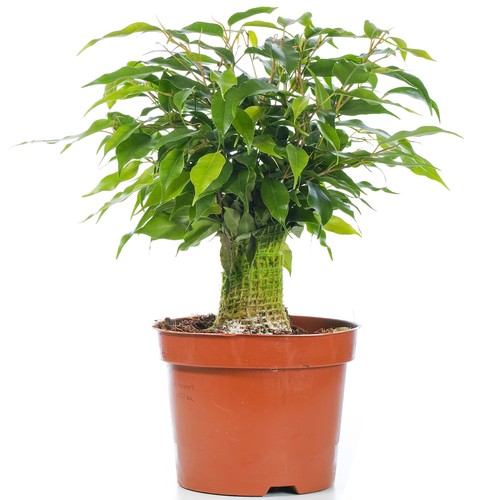 Ficus benjamina green kinky - benjamina,