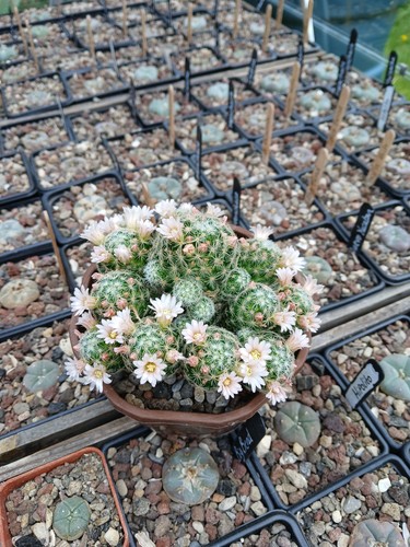 Mammillaria vetula var