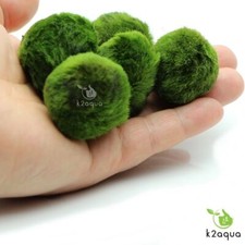 3-4cm MARIMO MOSS BALLS Cladophora live aquarium plant fish  shrimp nano K2AQUA