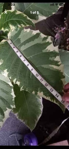 Brugmansia snow bank very - brugmansia, bank,