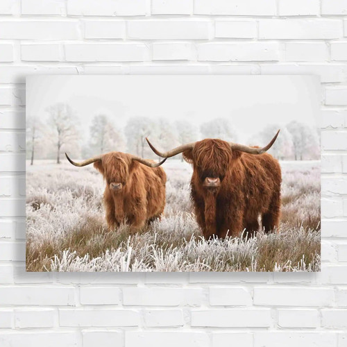 Hairy scottish highland - scottish,