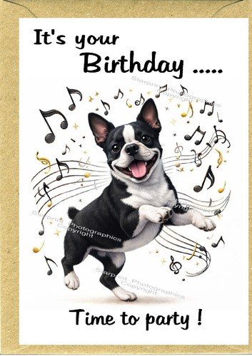 Boston terrier dog - boston,