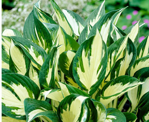 Hosta fire and ice - and,