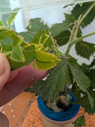 Leaf insect nymphs - x3.,