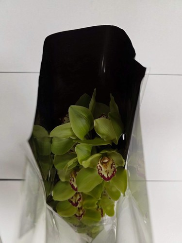Farm fresh orchid - fresh, orchid/cymbidium