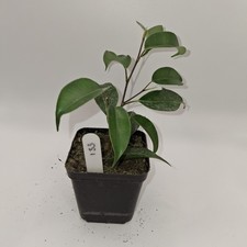 Ficus Benjamina Rooted Cutting