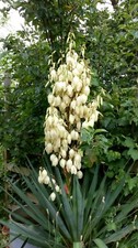 Yucca gloriosa adams needle - yucca,