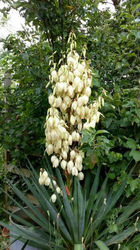 Yucca gloriosa adams needle - adams,