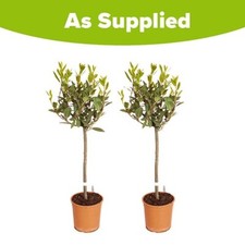 Pair standard bay - standard, trees