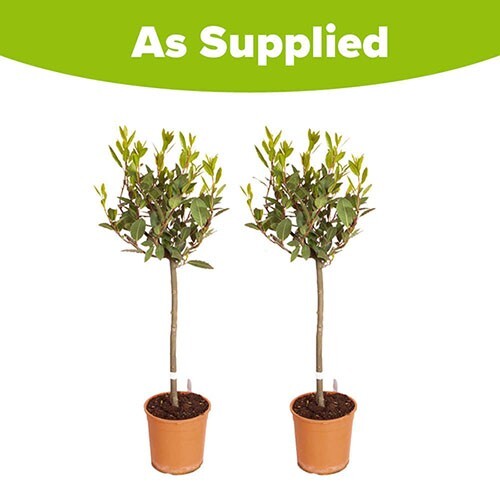 Pair standard bay trees - bay,
