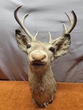 W• Vintage, 9 Point Whitetail Deer Head Mount Taxidermy Antlers Buck Rack