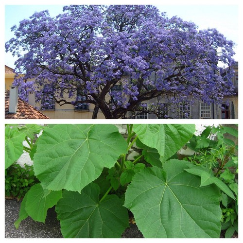 Paulownia tomentosa foxglove - tomentosa,