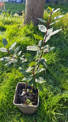 Large bay leaf seedlings - leaf, |
