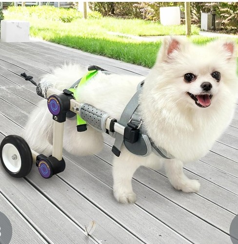 Letpetrun adjustable dog - letpetrun,