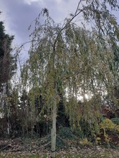 Weeping Willow,  Salix "Babylonica"   Sapling in a  - 9cm Pot