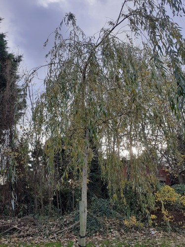 Weeping willow salix - weeping,