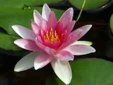 Nymphaea "Attraction" Water