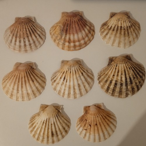 Large natural scallop - scallop, shells