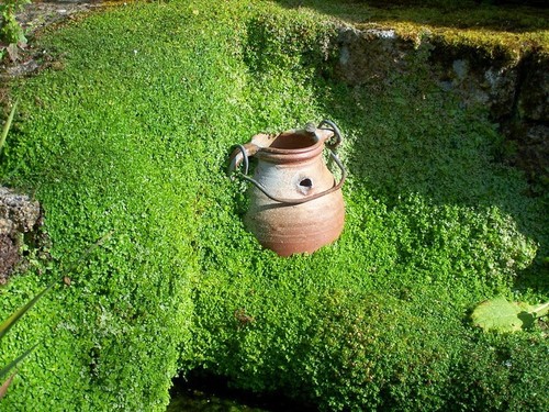 Soleirolia helxine green mind - soleirolia,