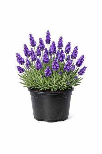 English lavender plant 13cm - plant,