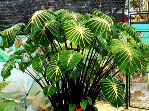 Colocasia white lava 30cm - 3x,
