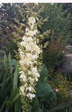 Yucca filamentosa - Adam's