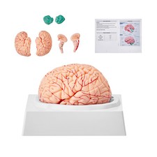 Uimoso Human Brain Model