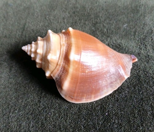 Strombus fighting conch shell - strombus,