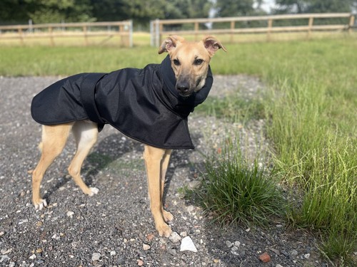 Whippet lurcher winter - or,