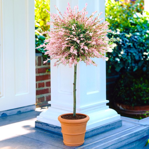 Salix hakuro nishiki pink - salix,