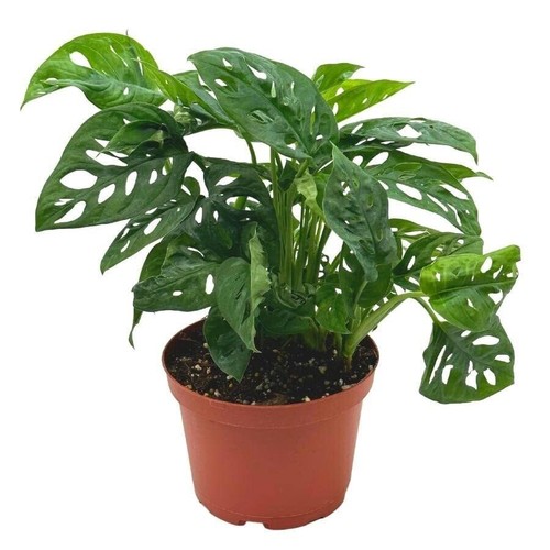 Swiss cheese plant inch - cheese,
