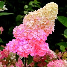 Hydrangea paniculata Fraise