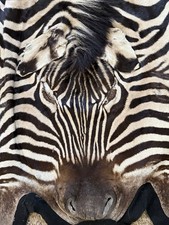 Zebra Real Skin Rug Hide Large