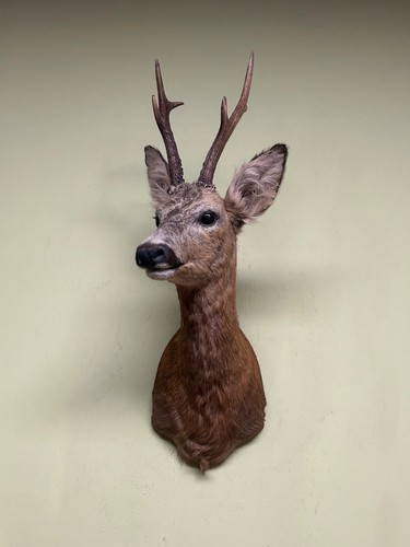 Roe deer shoulder mount - shoulder,