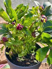 Helleborus x hybridus 'Hello