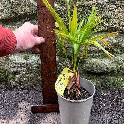 Trachycarpus fortuneia - trachycarpus,