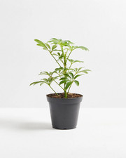 Mini Schefflera Arboricola -