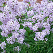 Campanula lactiflora 'Loddon