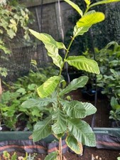 Sawtooth Oak saplings, Oak