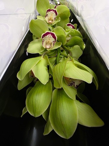 Farm fresh orchid cymbidium - farm,